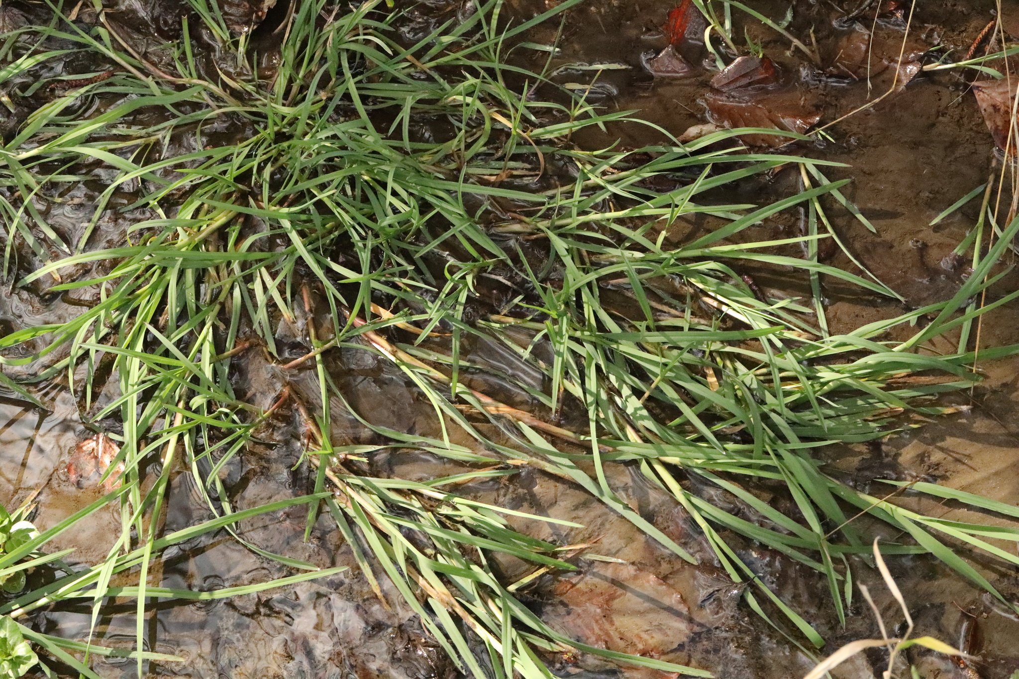 Imagem de Capim-arroz