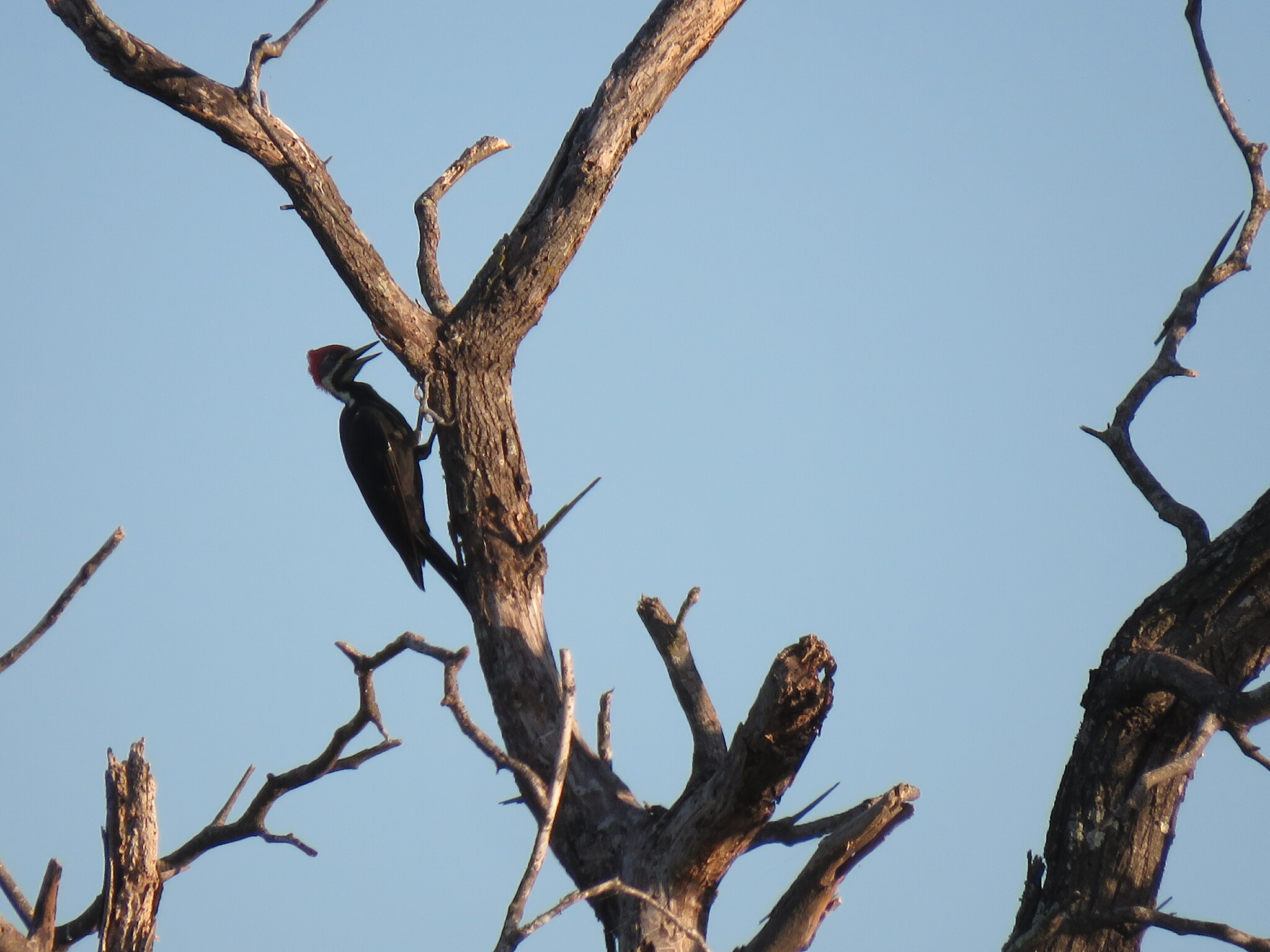 Black-bodied Woodpecker (Dryocopus schulzii), photo 4