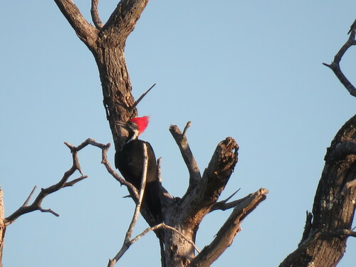 Black-bodied Woodpecker (Dryocopus schulzii), photo 7