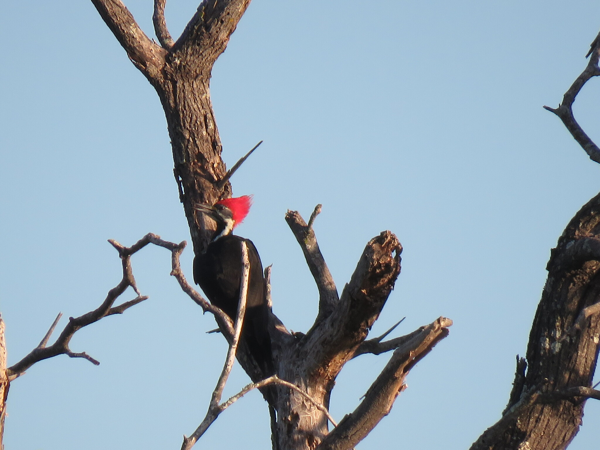 Black-bodied Woodpecker (Dryocopus schulzii), photo 5