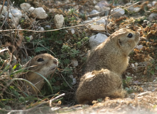 Caucasian Mountain Ground Squirrel