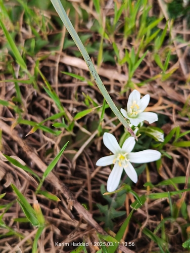 Foto de Estrela-de-belém