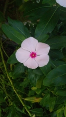 Catharanthus roseus
