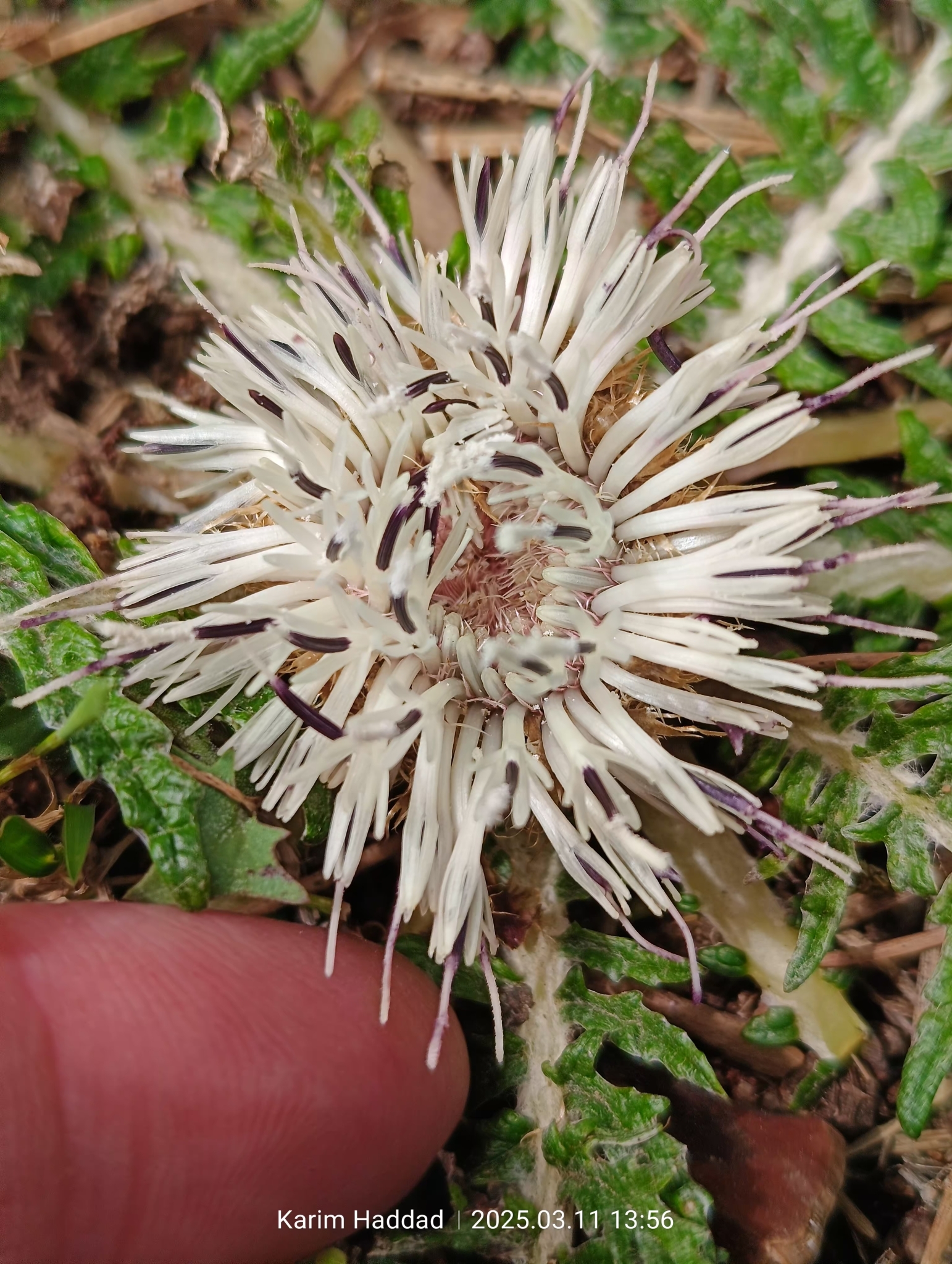 Rhaponticum acaule