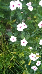 Catharanthus roseus