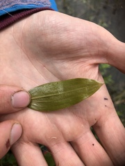 Potamogeton gramineus