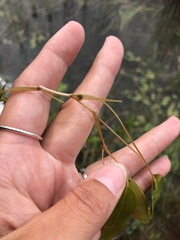 Potamogeton gramineus