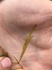 Potamogeton gramineus