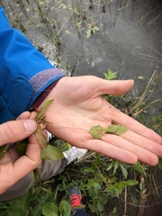 Potamogeton gramineus