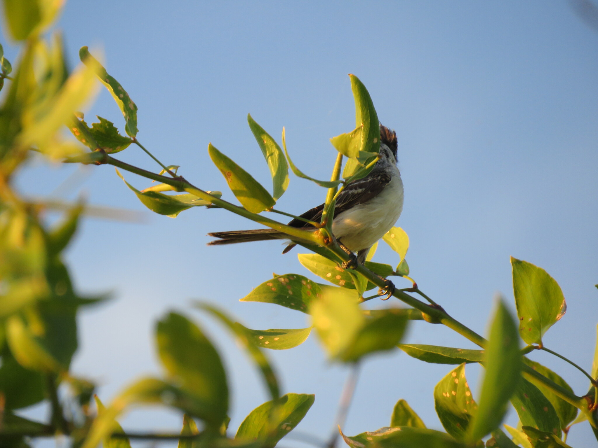 White-naped Xenopsaris (Xenopsaris albinucha), photo 8