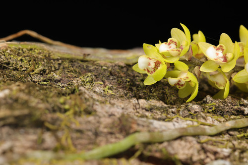 Chiloschista guangdongensis