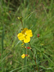 Ludwigia virgata