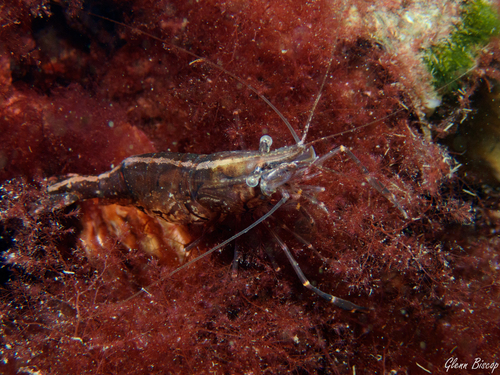 Oriental Shrimp, Den Osse 103, 4318 TP Brouwershaven, Nederland, photo 10 of 10