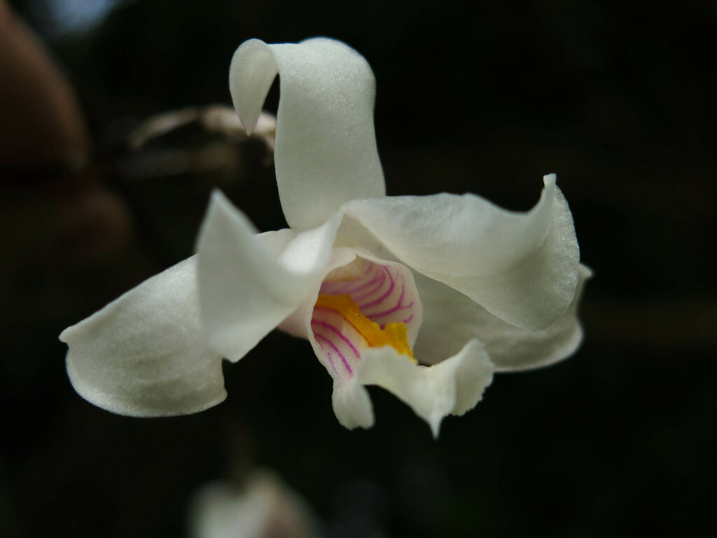 Dendrobium papilioniferum J.J.Sm.