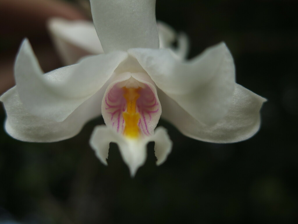 Dendrobium papilioniferum J.J.Sm. 2