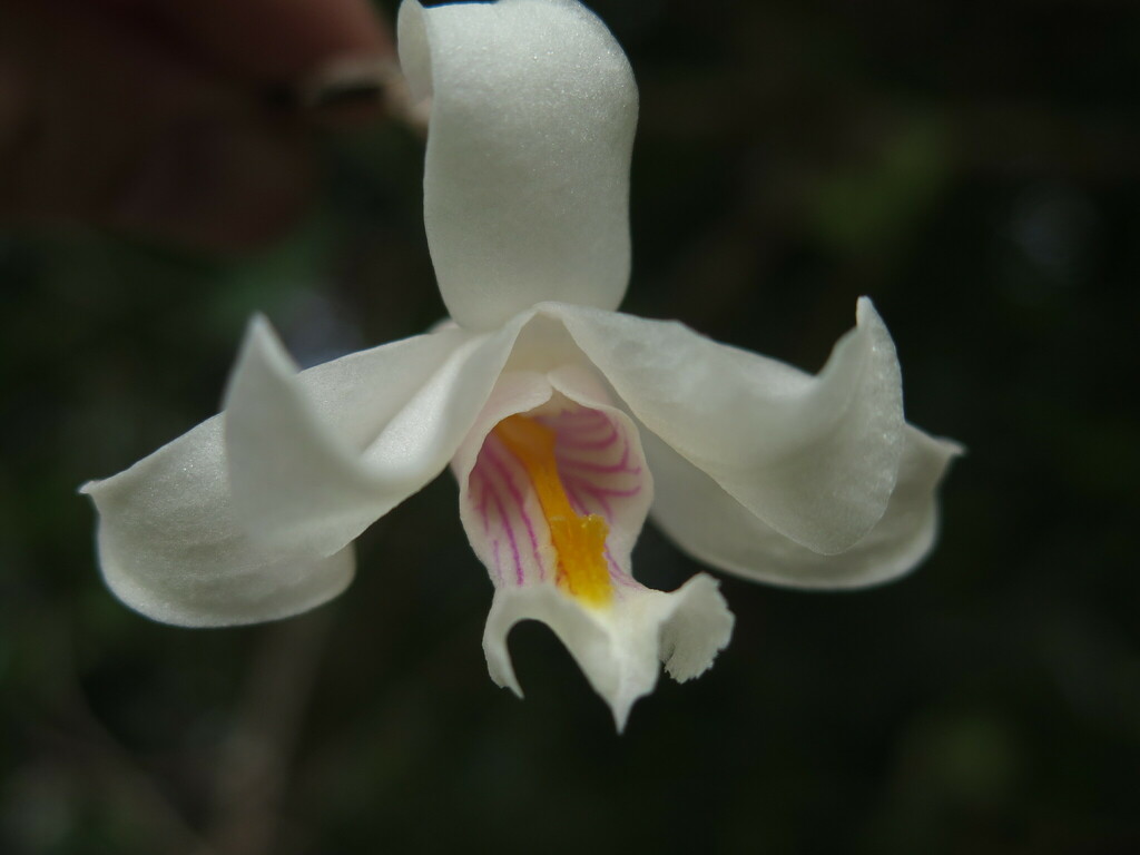 Dendrobium papilioniferum J.J.Sm. 3