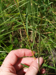 Ludwigia virgata