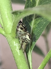 Phidippus arizonensis