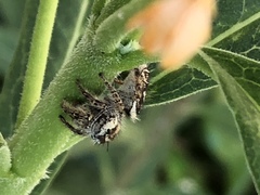 Phidippus arizonensis