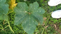 Cucurbita pepo