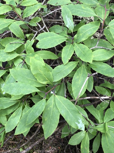 Catberry (Ilex mucronata)