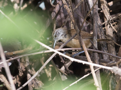 Cantorchilus leucotis
