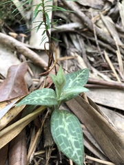 Goodyera schlechtendaliana
