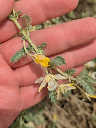 Image of Tribulus Arabicus (Tribulus arabicus) by (c) Denys Vynokurov, some rights reserved (CC BY)