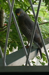 Rupornis magnirostris