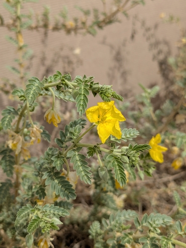 Image of Tribulus Arabicus (Tribulus arabicus) by (c) Denys Vynokurov, some rights reserved (CC BY)