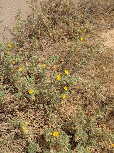 Image of Tribulus Arabicus (Tribulus arabicus) by (c) Denys Vynokurov, some rights reserved (CC BY)