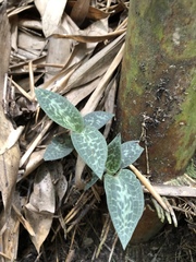 Goodyera schlechtendaliana