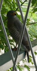 Rupornis magnirostris