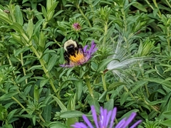Bombus impatiens