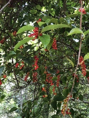 Schisandra arisanensis
