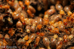 Nasutitermes rippertii