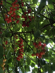 Schisandra arisanensis