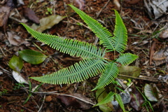 Dicranopteris