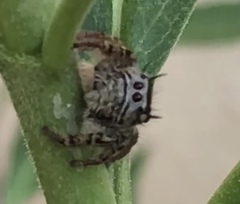 Phidippus arizonensis