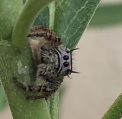 Phidippus arizonensis