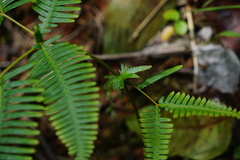 Dicranopteris