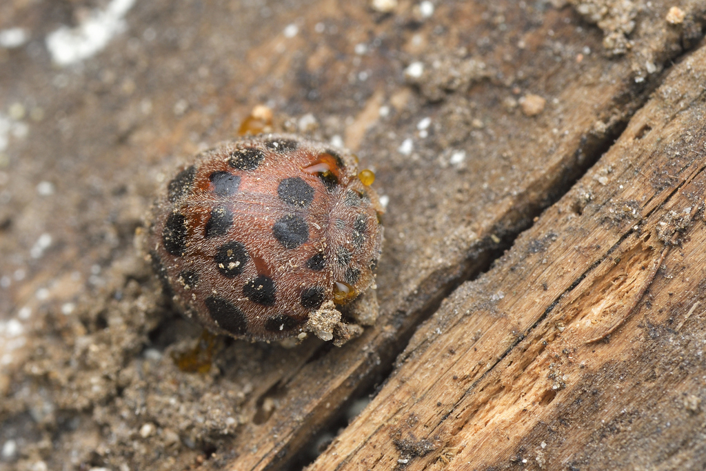 Hadha Insect Hadda Beetle from 日本、〒760-0060 香川県高松市末広町 on March 11, 2025 by ...