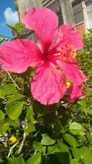 Hibiscus rosa-sinensis