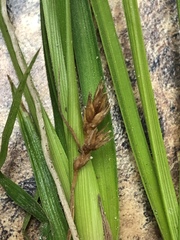 Carex deflexa