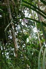 Spathoglottis pacifica