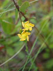 Hypericum setosum