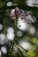 Spathoglottis pacifica