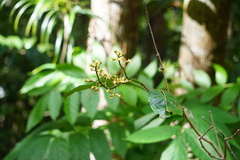 Magnoliopsida