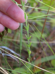 Hypericum setosum