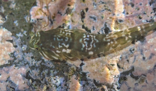 Hourglass clingfish (Tomicodon petersii) — Gobiesocidae